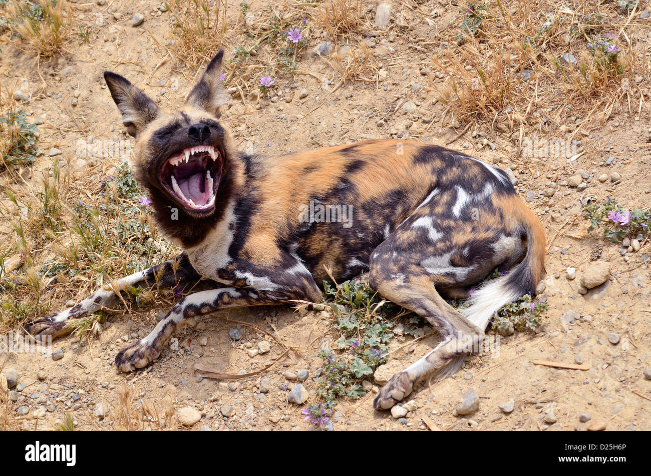 African Wild Dog (Lycaon pictus) giacente a terra mostra i denti Foto Stock
