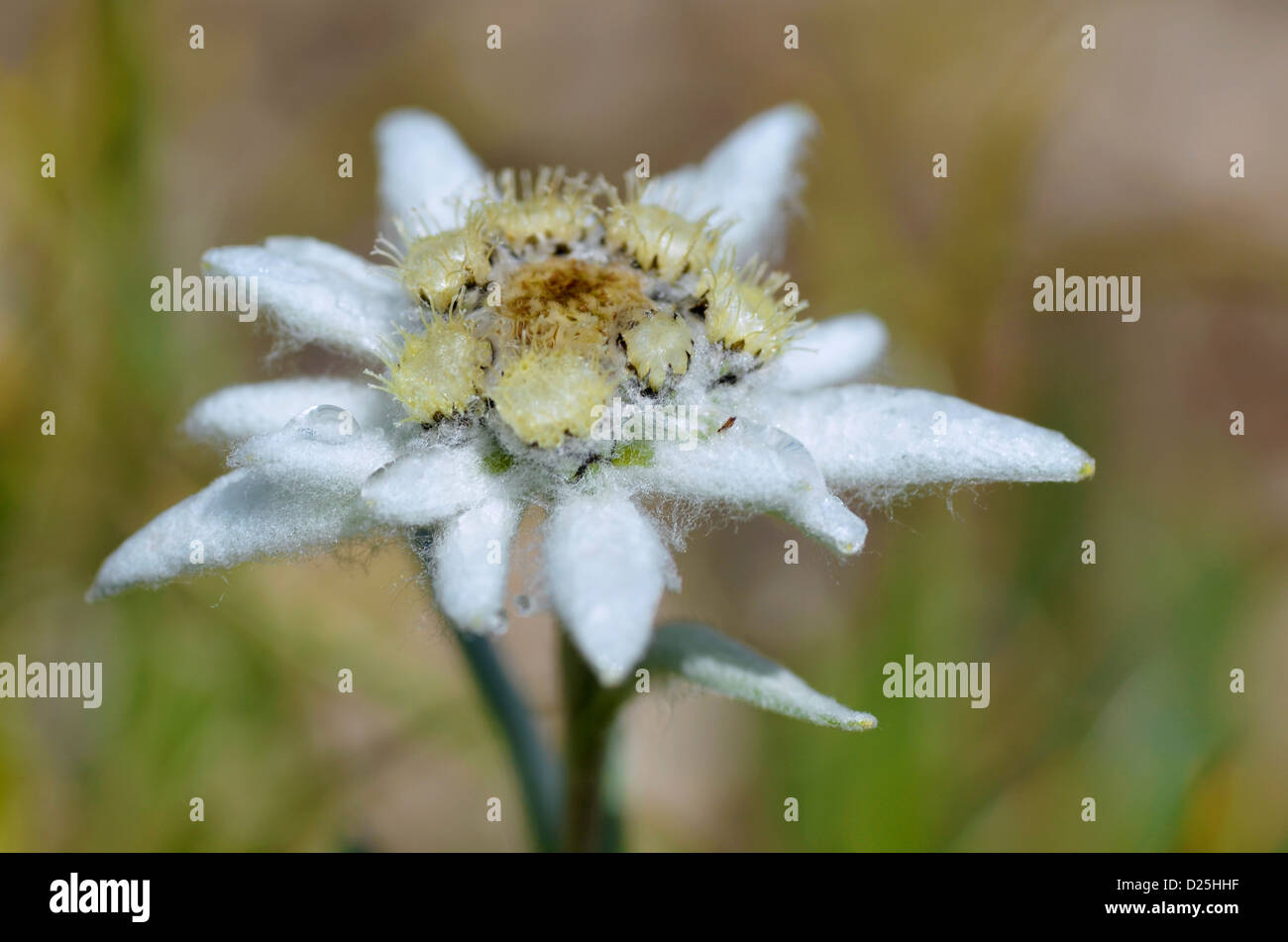 Macro di fiori edelweiss (Leontopodium alpinum) nelle Alpi francesi a La Plagne, dipartimento della Savoia. Foto Stock