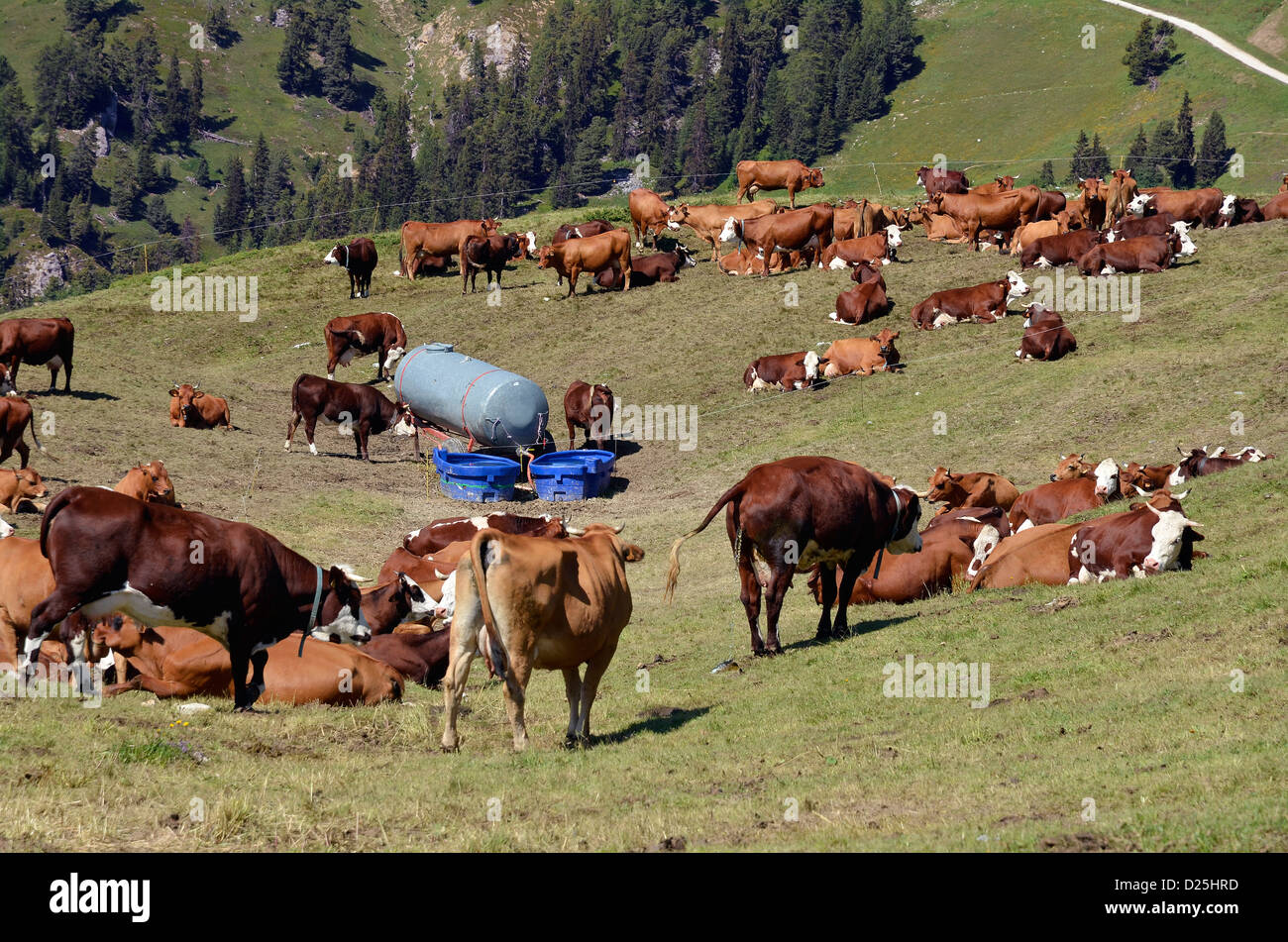 Brown vacche e serbatoio di acqua nelle Alpi francesi nel dipartimento della Savoia a La Plagne Foto Stock