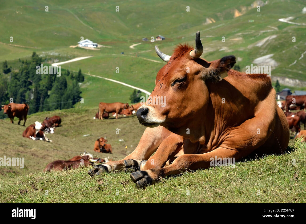 Primo piano della mucca Tarine giacenti nelle Alpi francesi nel dipartimento della Savoia a La Plagne Foto Stock