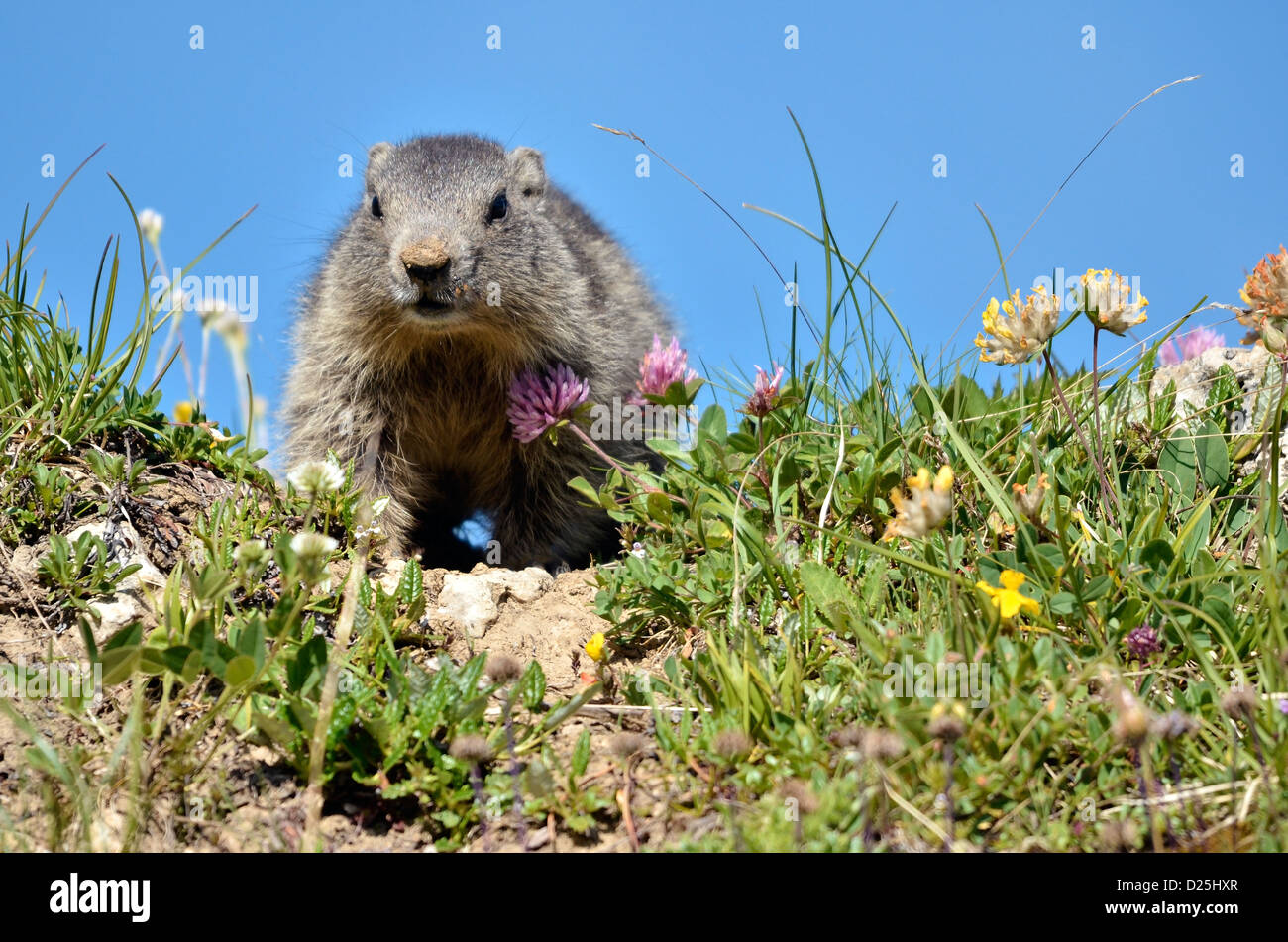 Alpine giovane marmotta (Marmota marmota), visto dalla parte anteriore, nelle Alpi francesi, Savoie department a La Plagne Foto Stock