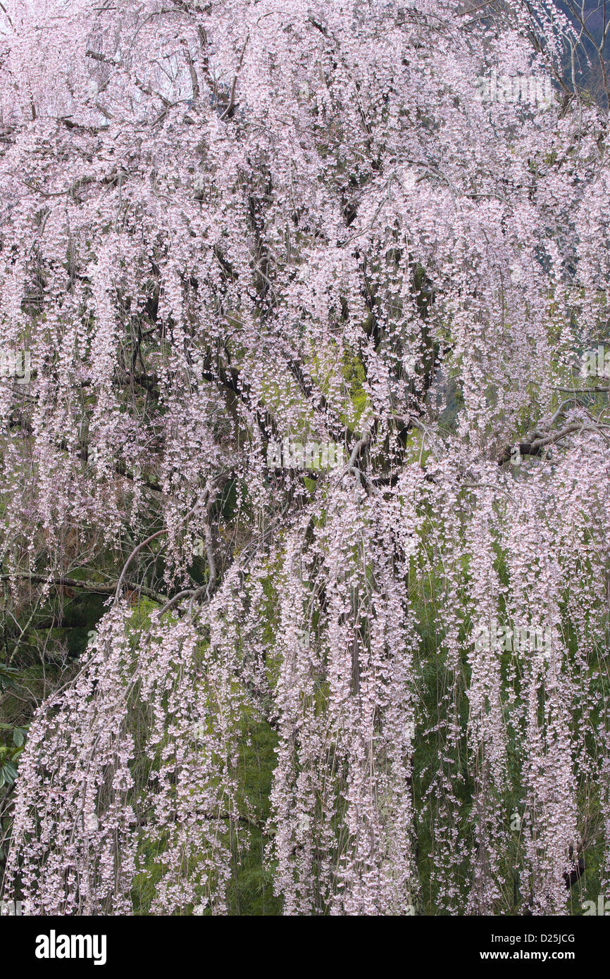 Fiori di ciliegio Foto Stock