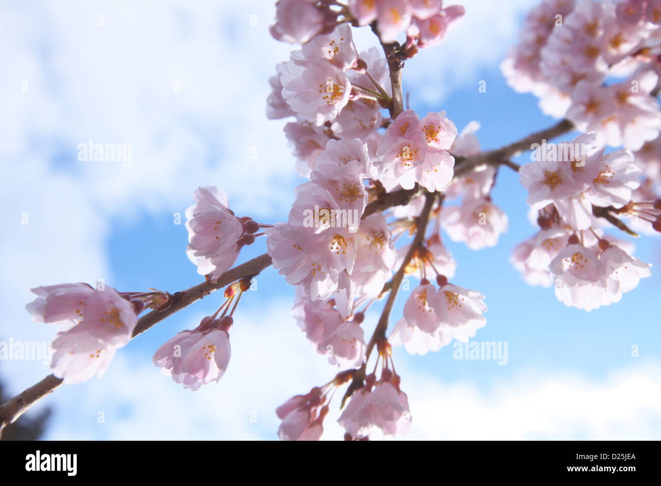 Fiori di ciliegio Foto Stock