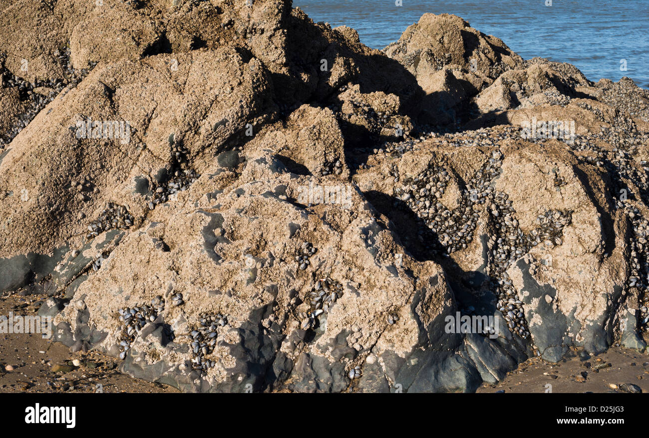 Ordovician andesititic rocce vulcaniche a Portrane, County Dublin, Irlanda Foto Stock