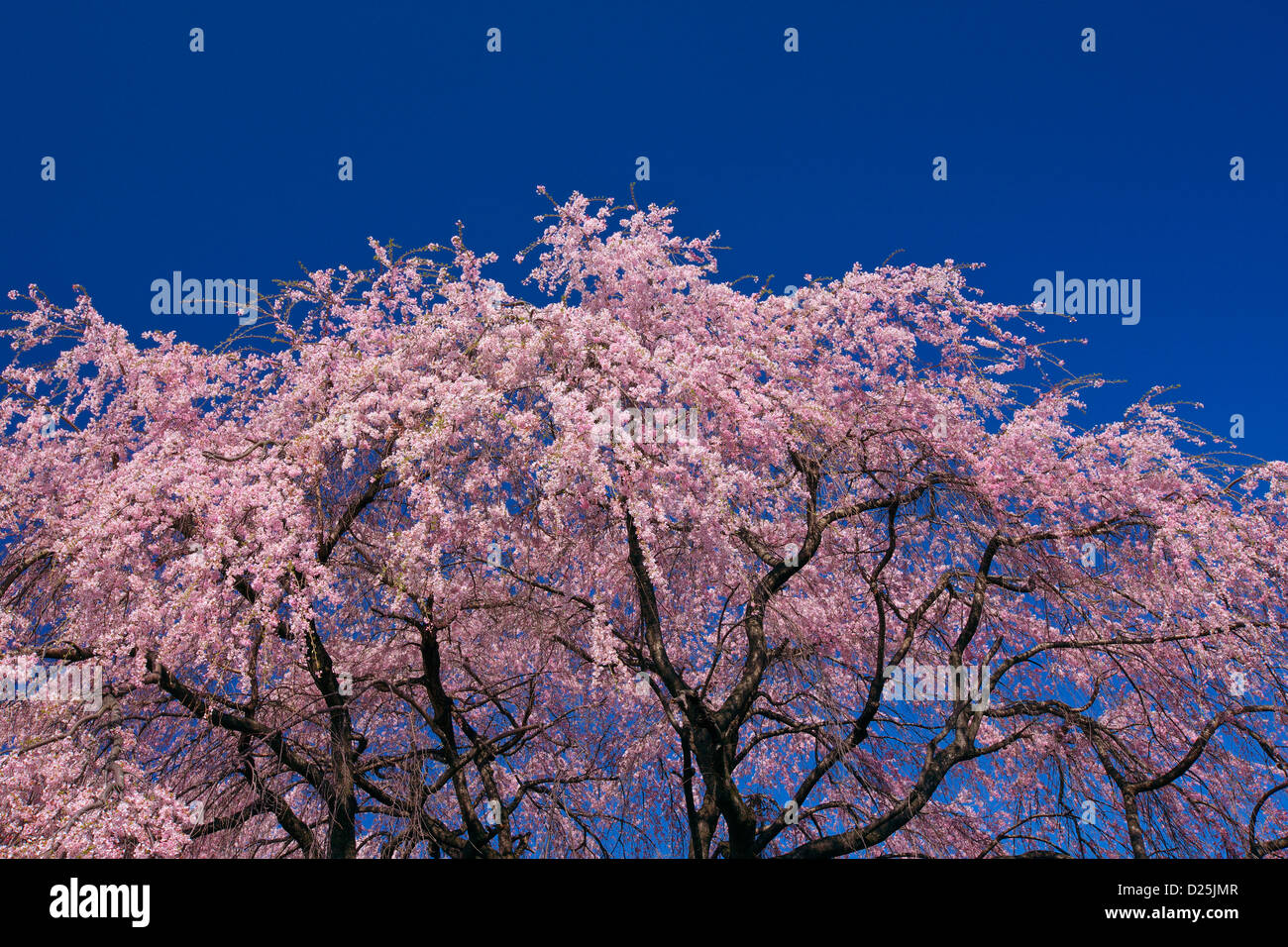 Fiori di ciliegio e blu cielo Foto Stock