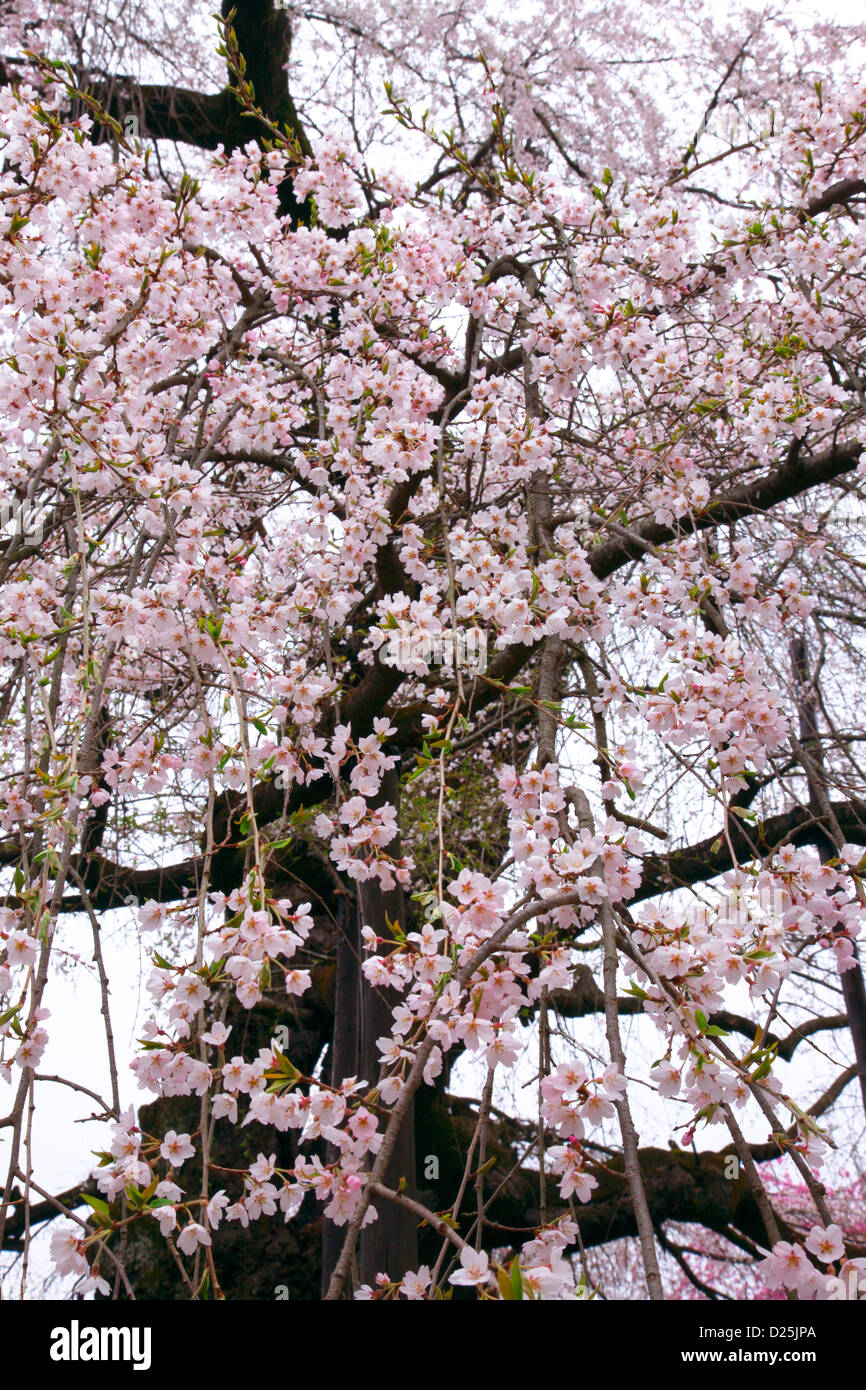 Fiori di ciliegio Foto Stock