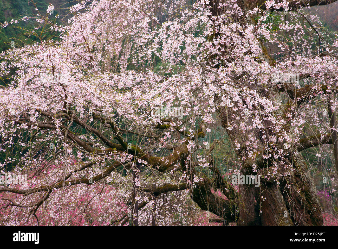 Fiori di ciliegio Foto Stock