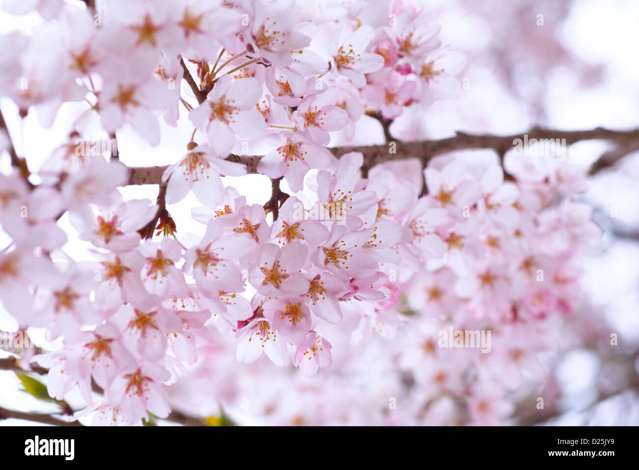 Fiori di ciliegio Foto Stock