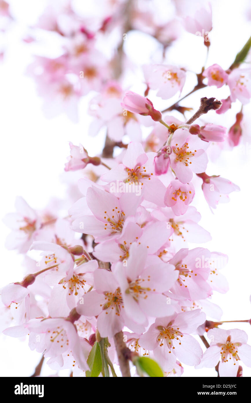 Fiori di ciliegio Foto Stock
