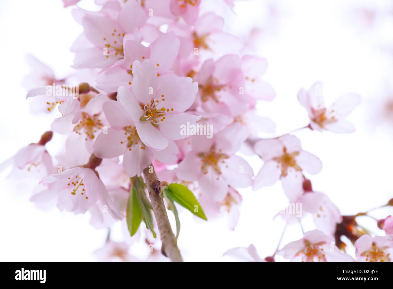 Fiori di ciliegio Foto Stock