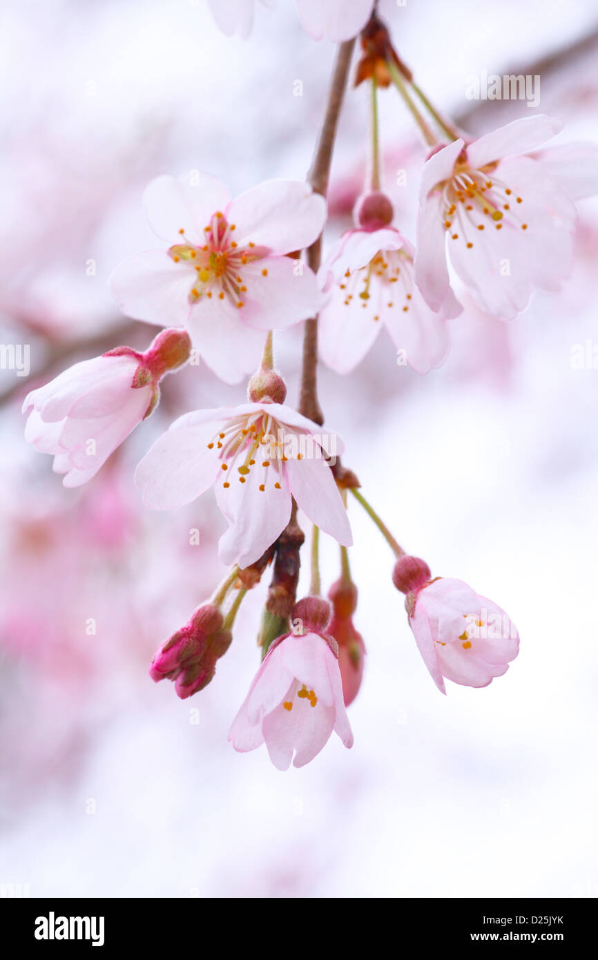 Fiori di ciliegio Foto Stock