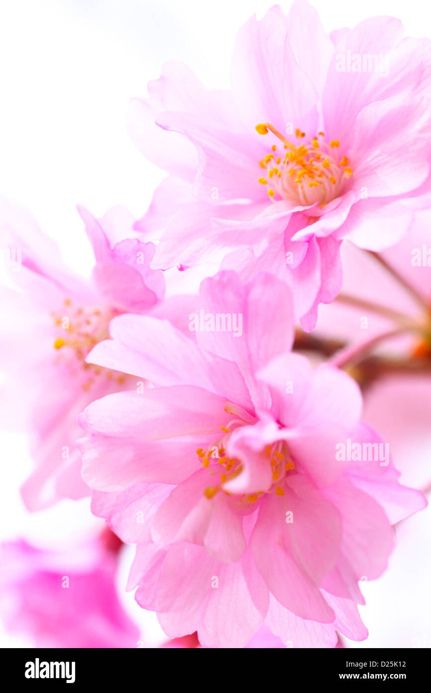 Fiori di ciliegio Foto Stock