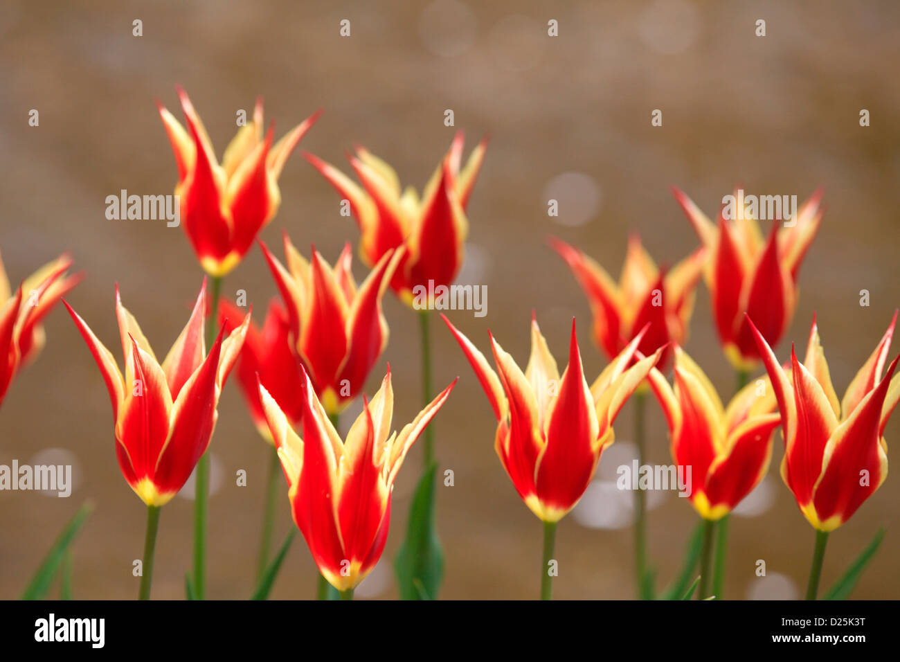 Tulip fiori, Prefettura di Tokyo Foto Stock