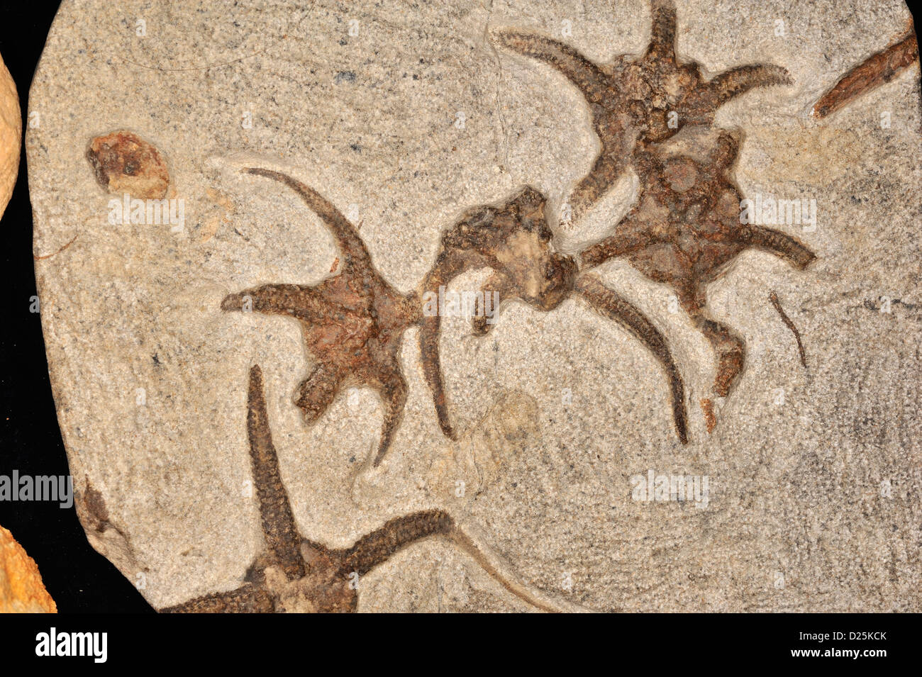 Fossil fragile stella di mare, Ophiuroides sp., periodo Ordovician Foto Stock