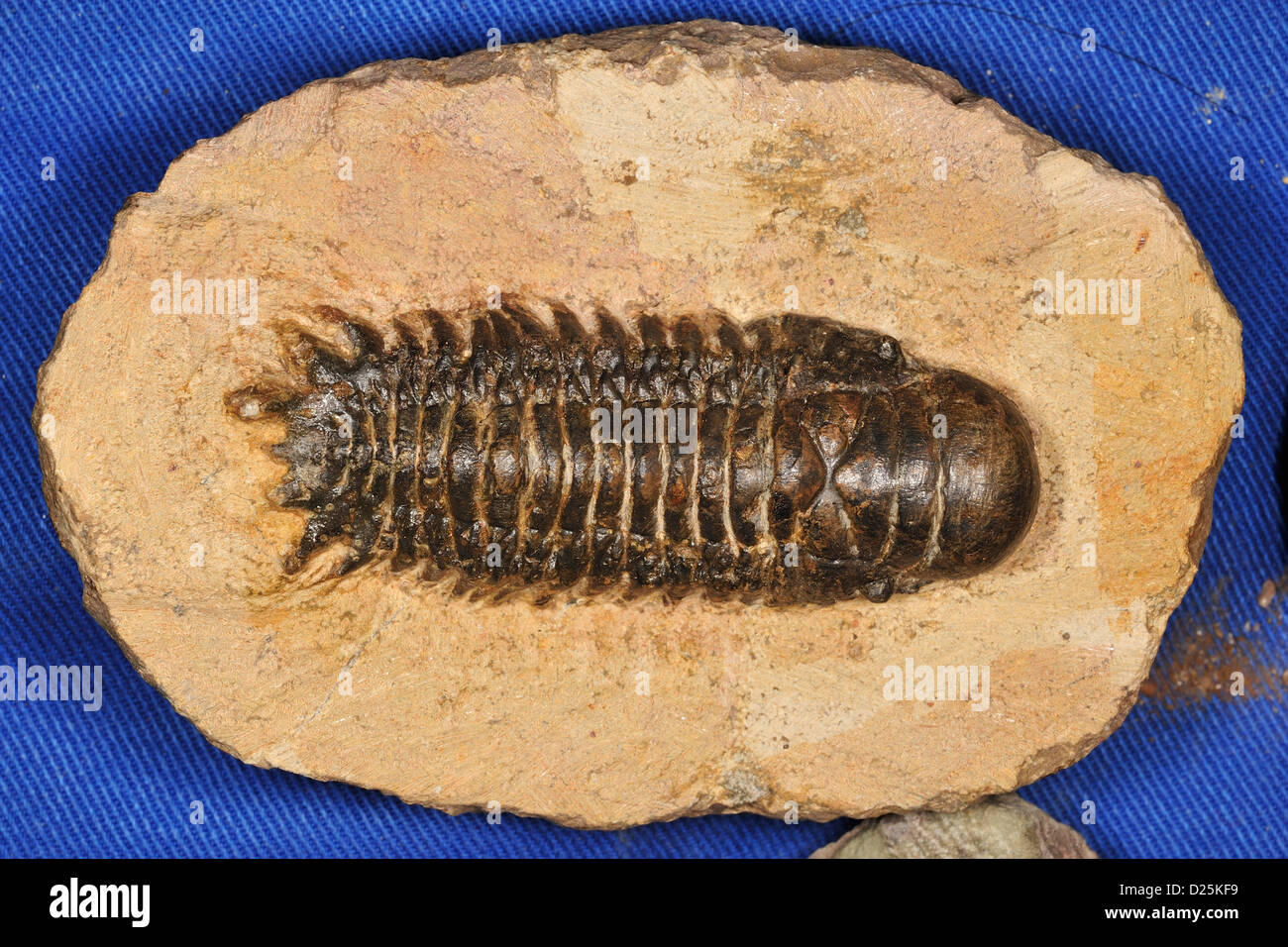 Triarthrus trilobata sp., periodo Ordovician Foto Stock