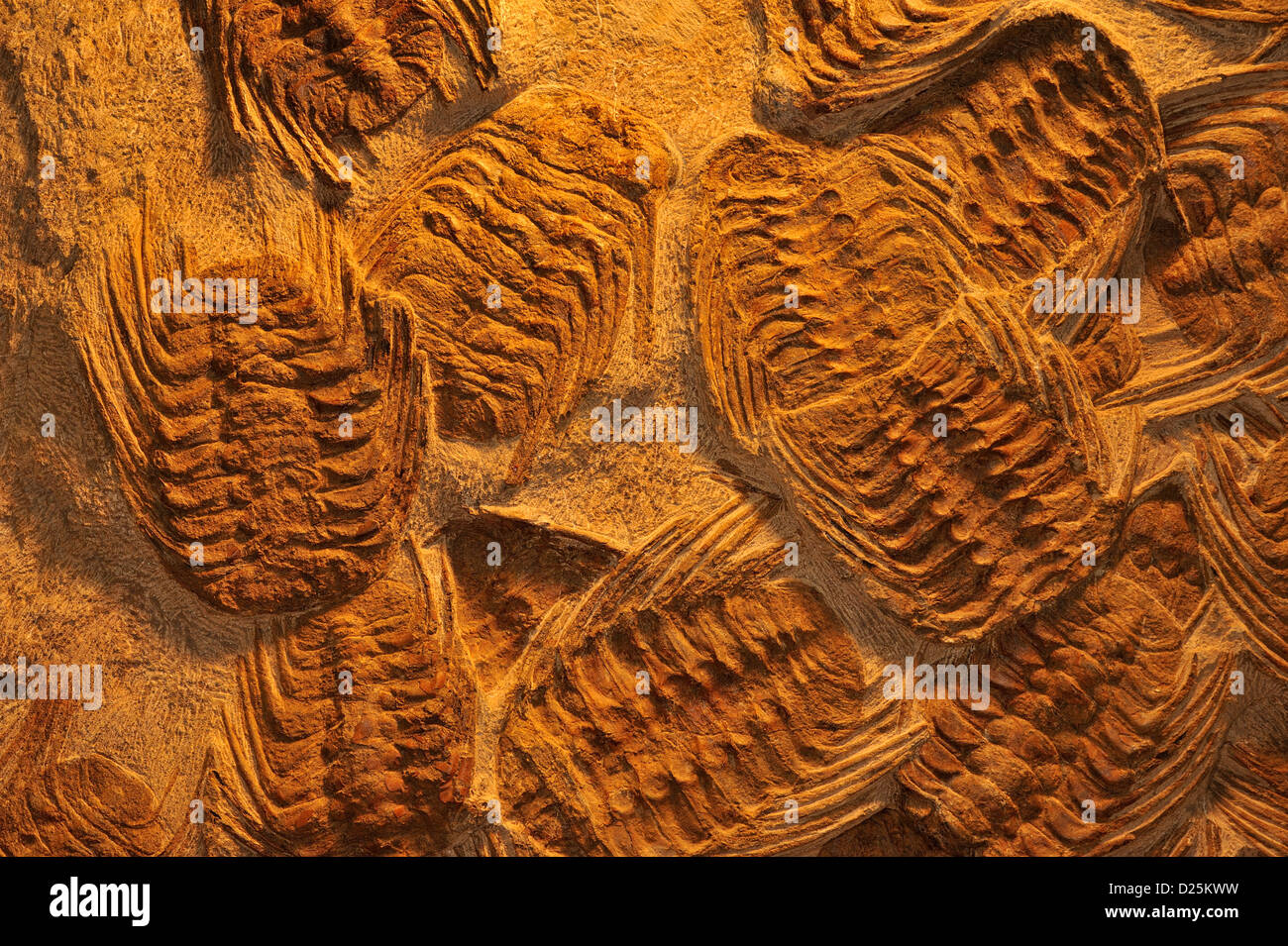 Trilobiti seiberti Kettneraspis, Devoniano inferiore Foto Stock