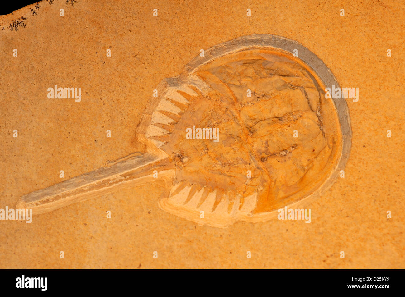 Mesolimulus walchi, fossili granchio a ferro di cavallo, Eichstätt, Solnhofen, Germania Foto Stock