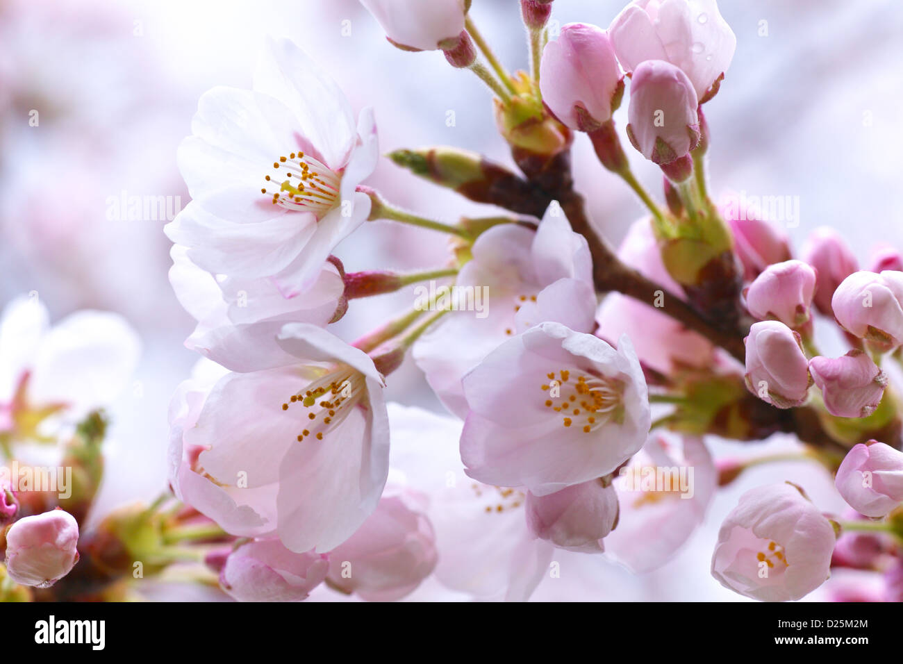 Fiori di ciliegio Foto Stock