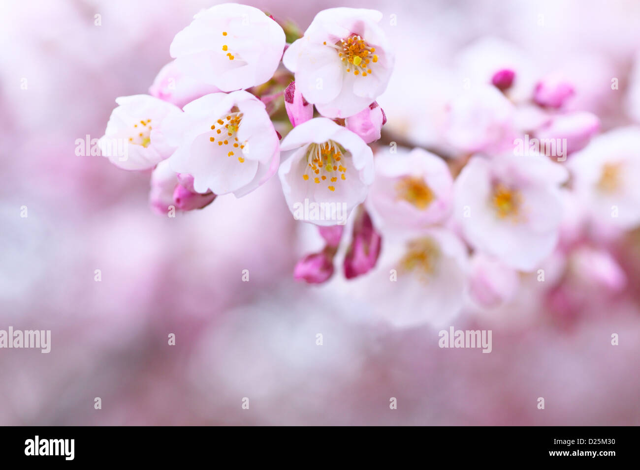 Fiori di ciliegio Foto Stock