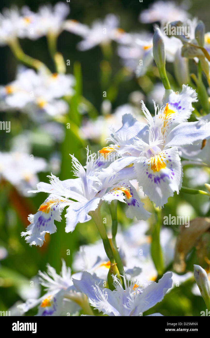 Orlata iride fiori Foto Stock