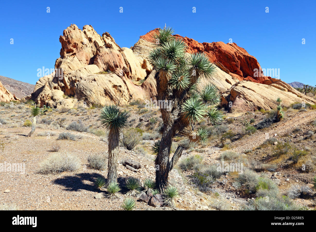 Whitney tasche, Golden Butte, Nevada, STATI UNITI D'AMERICA Foto Stock