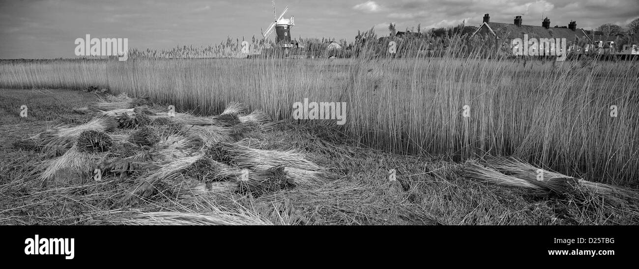 Una vista su canneti a Cley Windmill, nel piccolo villaggio di Norfolk di Cley-next-il-Mare, Costa North Norfolk, Inghilterra, Regno Unito Foto Stock