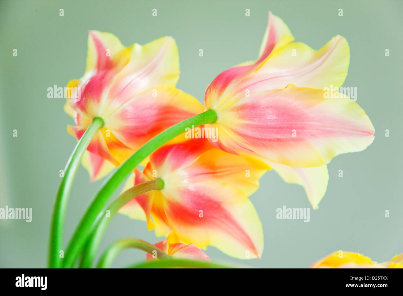 Fiori del tulipano Foto Stock