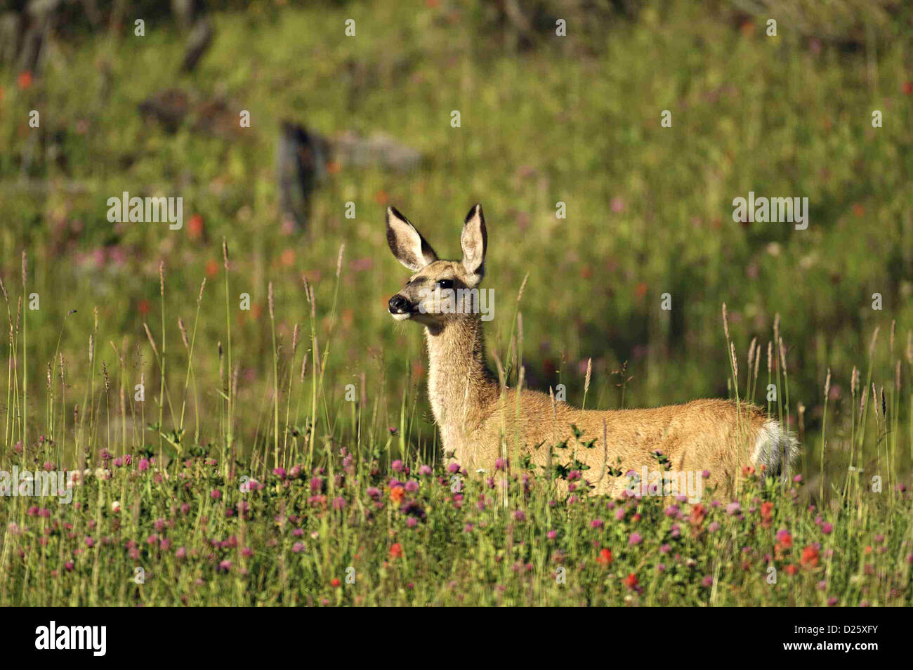 Mule Deer doe 32 Foto Stock