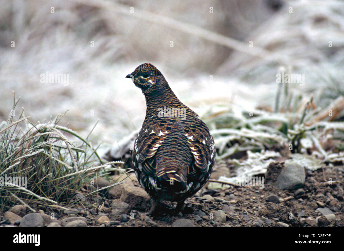 Grouse abete 3 Foto Stock