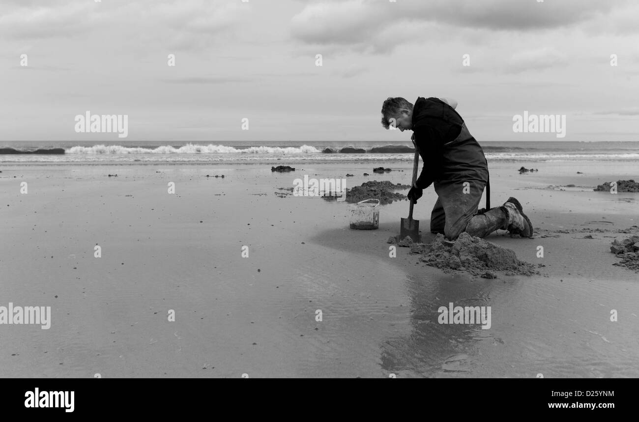 Un uomo scava per esche da pesca sulla spiaggia di Saltburn in Cleveland. Foto Stock