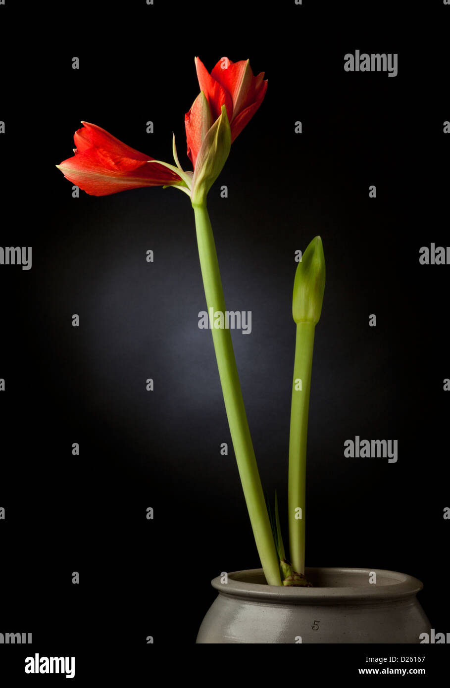 Amaryllis fiore in una pentola di creta Foto Stock