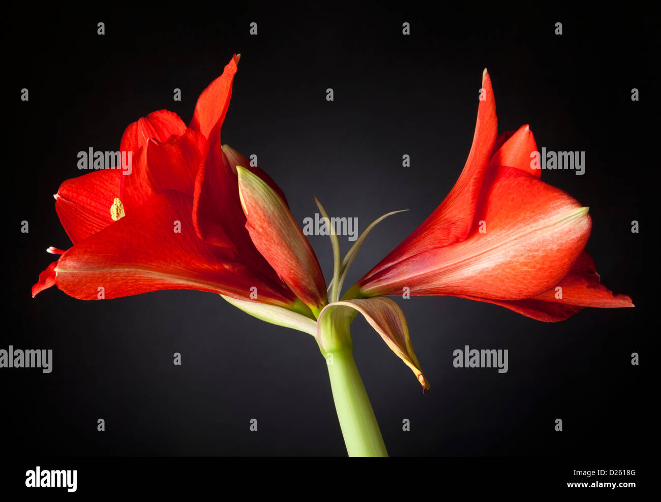 Amaryllis flower closeup Foto Stock