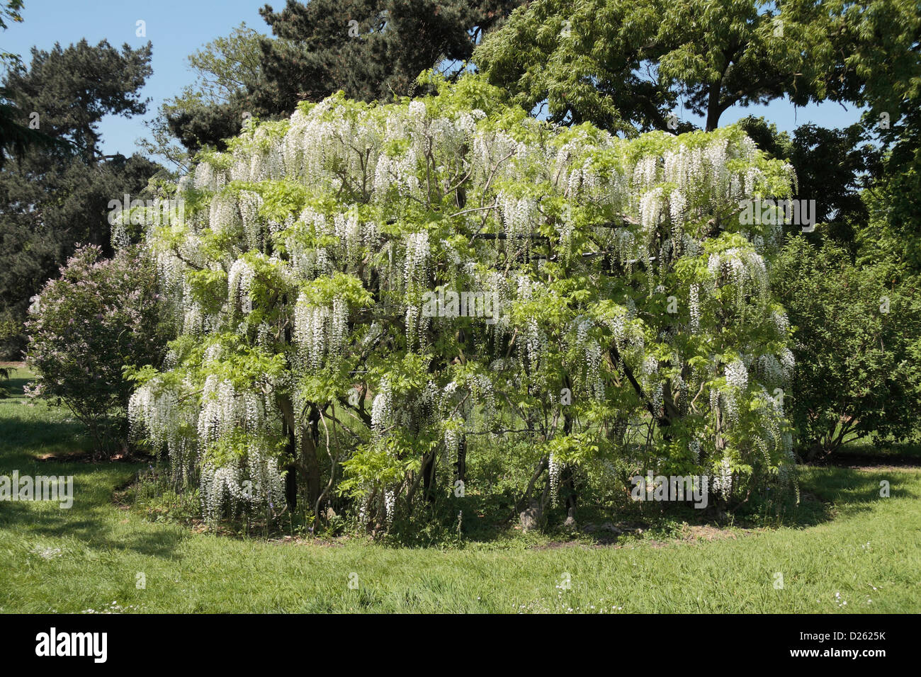 Un bianco glicine giapponese (Wisteria floribunda "Alba") nella Royal Botanic Gardens, Kew, Surrey, Inghilterra. Foto Stock