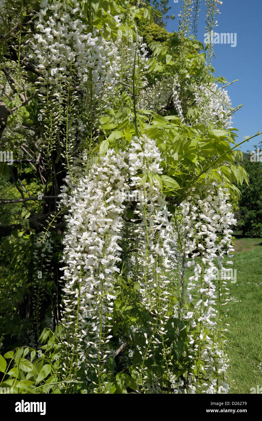 Chiudere fino a un bianco glicine giapponese (Wisteria floribunda "Alba") nella Royal Botanic Gardens, Kew, Surrey, Inghilterra. Foto Stock