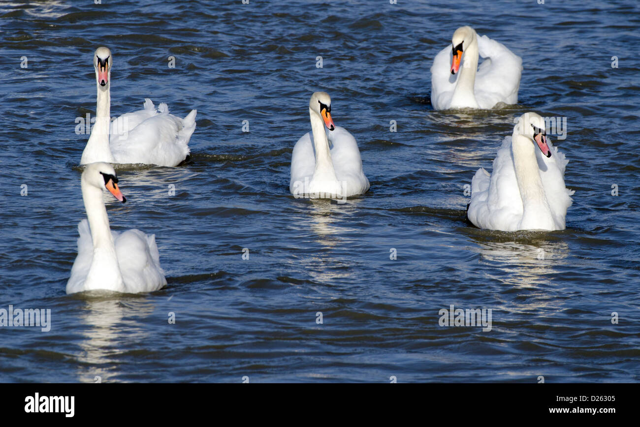 5 Adulto bianco Cigni (Cygnus olor) nuoto insieme sulle rive di un fiume in inverno nel West Sussex, Regno Unito. Foto Stock