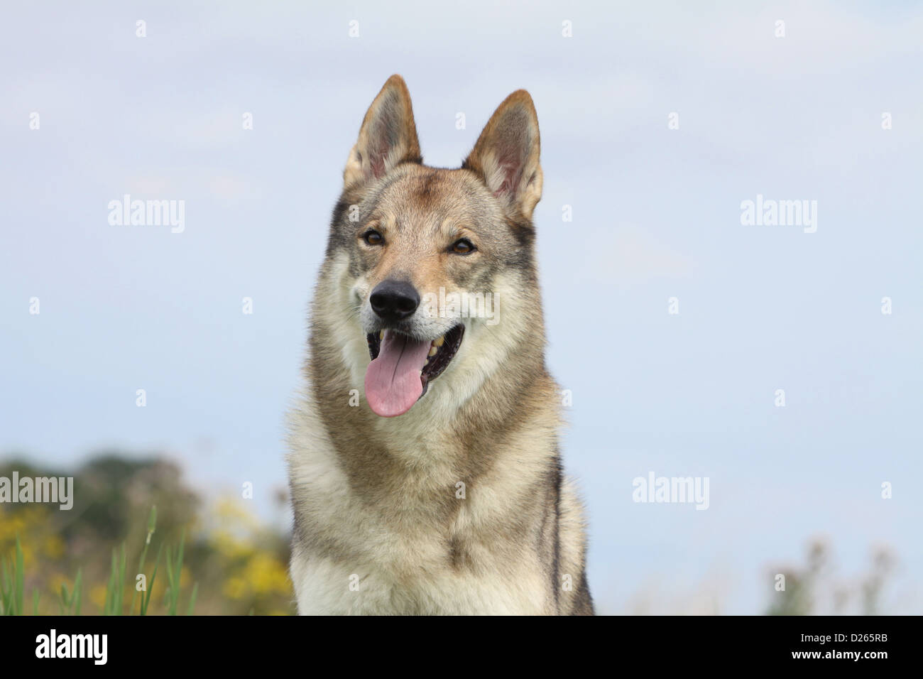 Cane wolfdog cecoslovacco / Tschechoslowakischer Wolfhund adulto faccia verticale Foto Stock