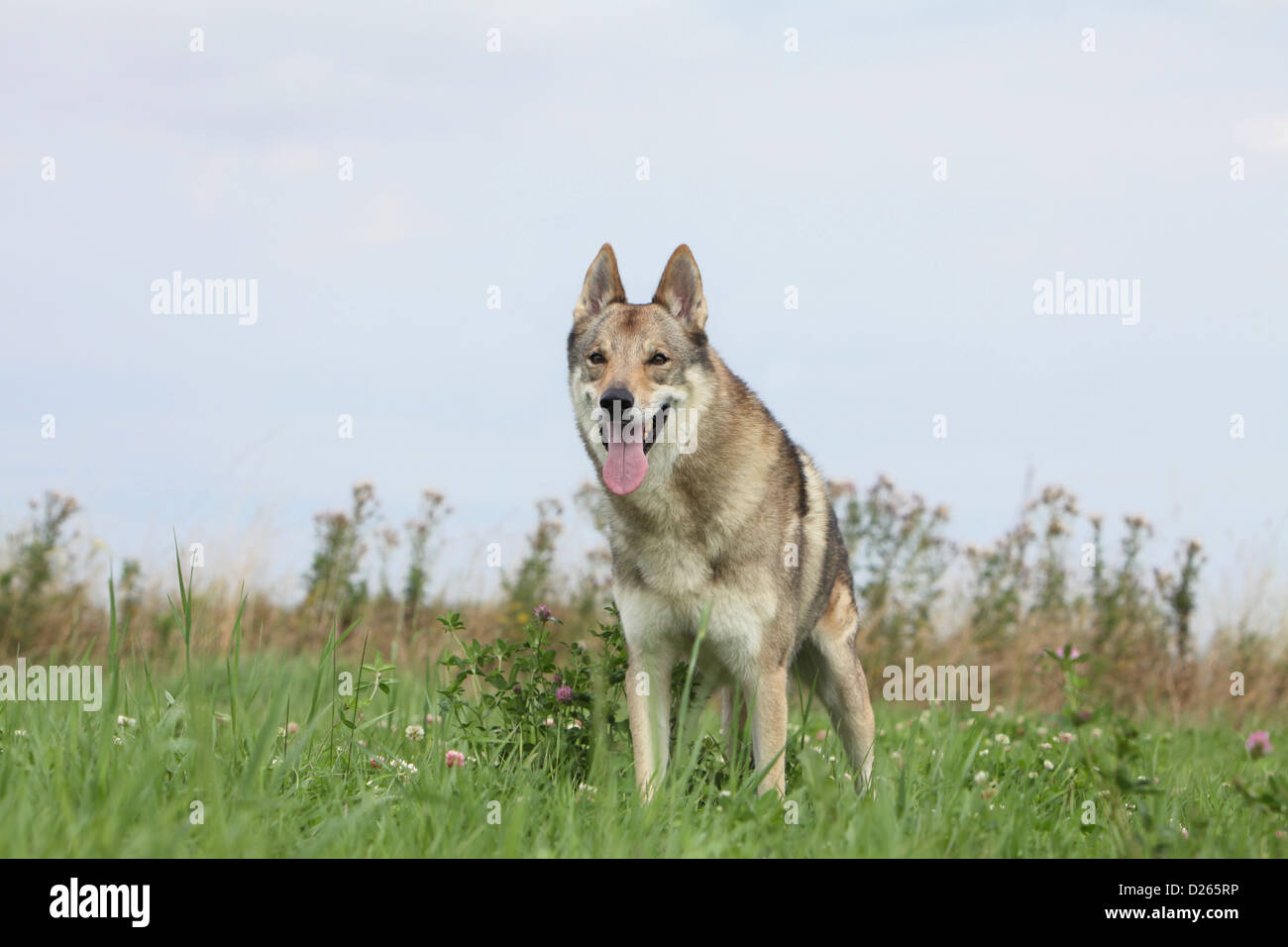 Cane wolfdog cecoslovacco / Tschechoslowakischer Wolfhund permanente per adulti Foto Stock