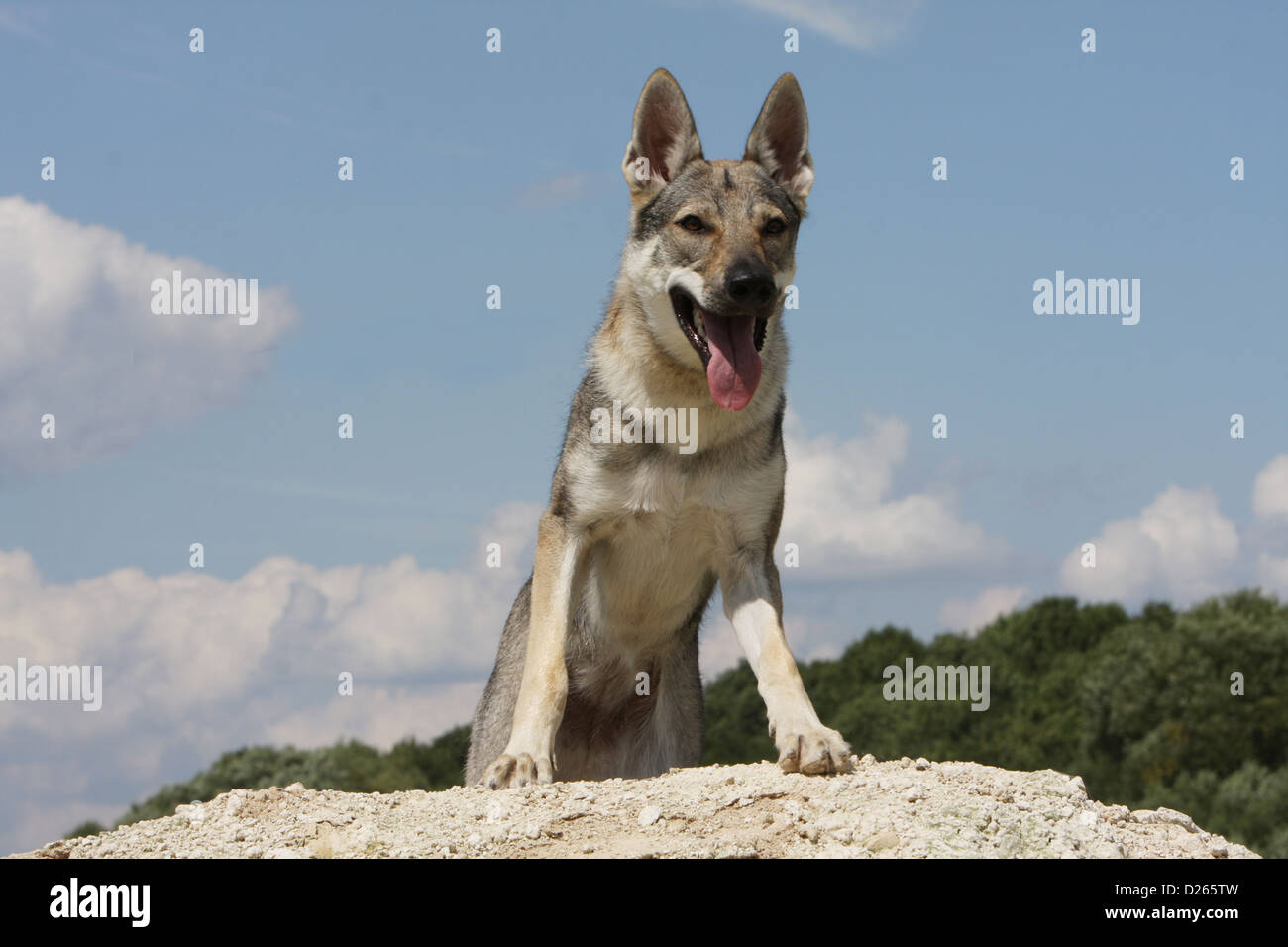 Cane wolfdog cecoslovacco / Tschechoslowakischer Wolfhund giovani in piedi Foto Stock