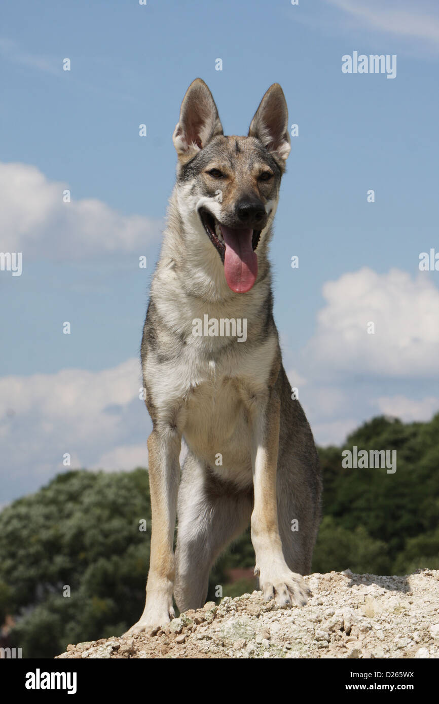 Cane wolfdog cecoslovacco / Tschechoslowakischer Wolfhund giovani in piedi Foto Stock