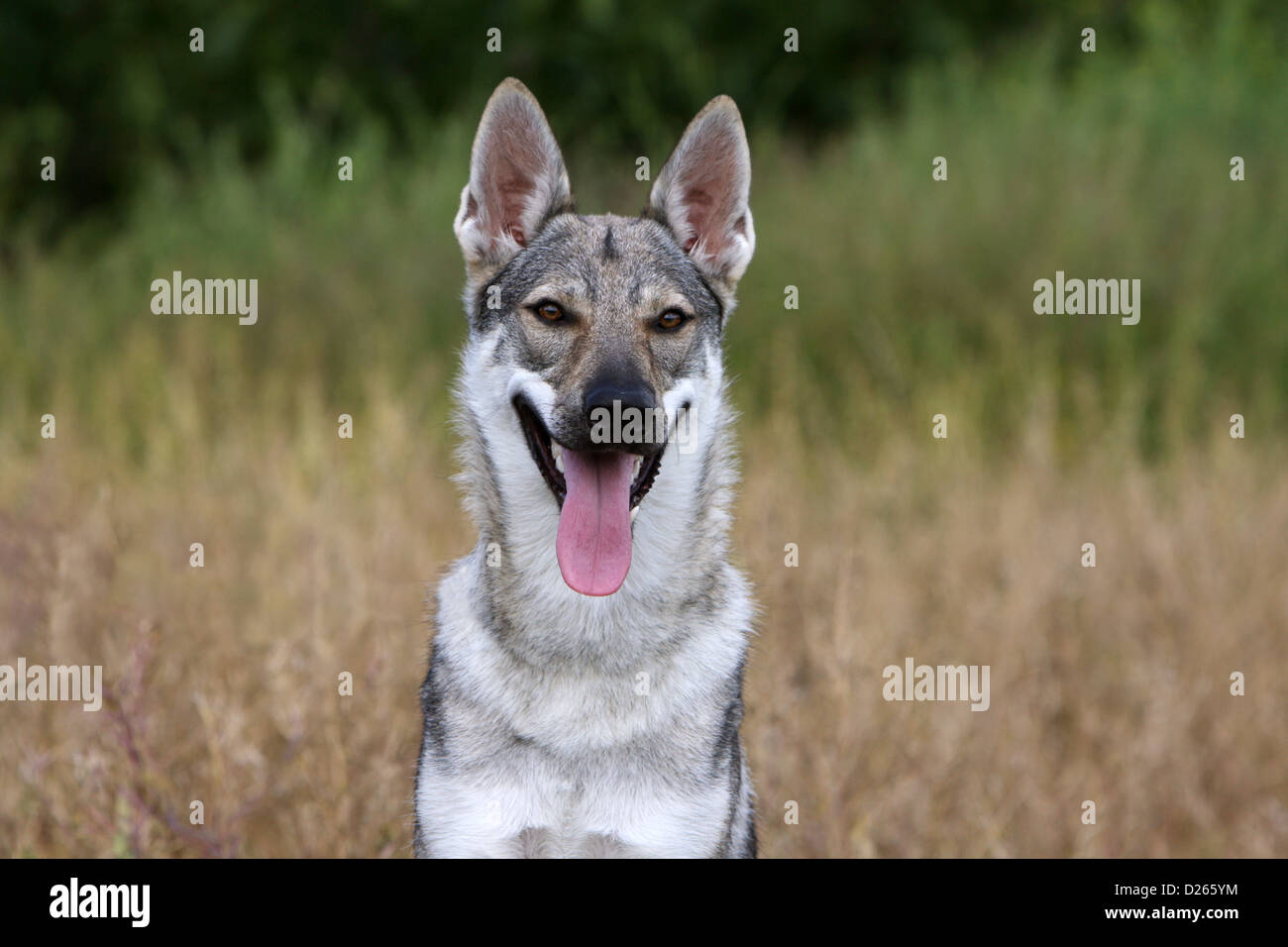 Cane wolfdog cecoslovacco / Tschechoslowakischer Wolfhund giovani faccia verticale Foto Stock