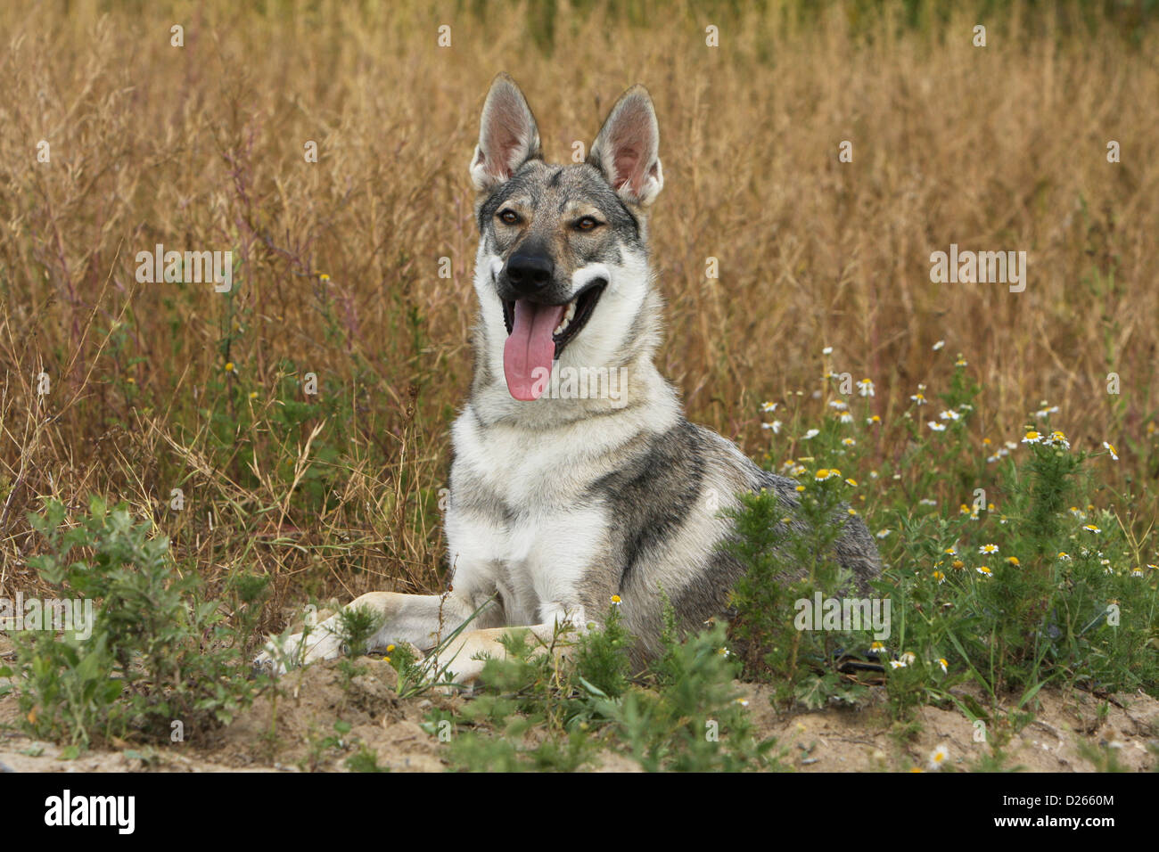 Cane wolfdog cecoslovacco / Tschechoslowakischer Wolfhund giovani sdraiati su un prato Foto Stock