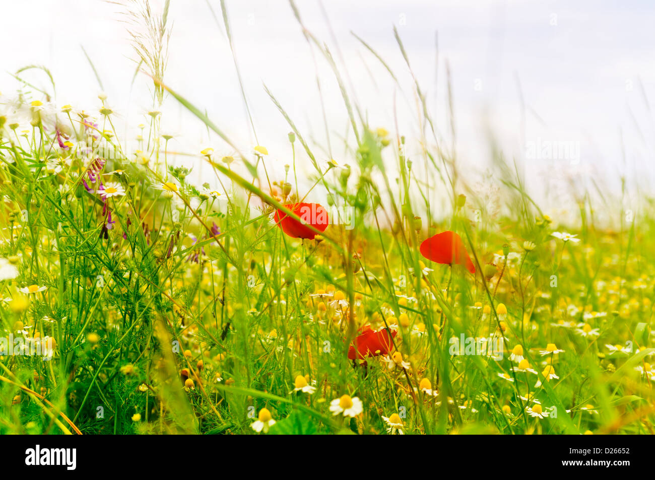 Campo in primavera con papaveri e camomilla prato con erbe selvatiche Foto Stock