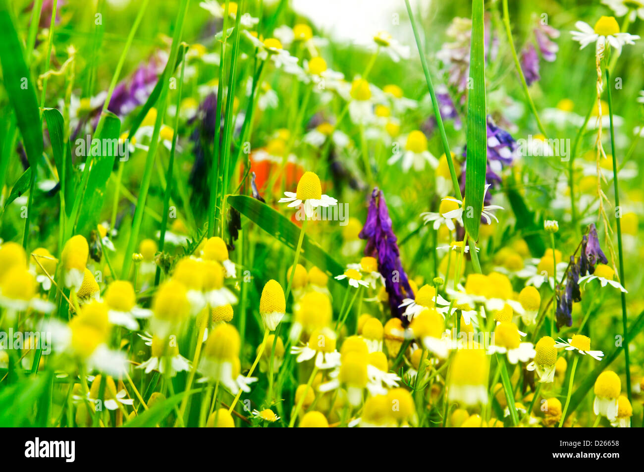 Fiore selvatico prato con erbe locali sunbeam sun Foto Stock