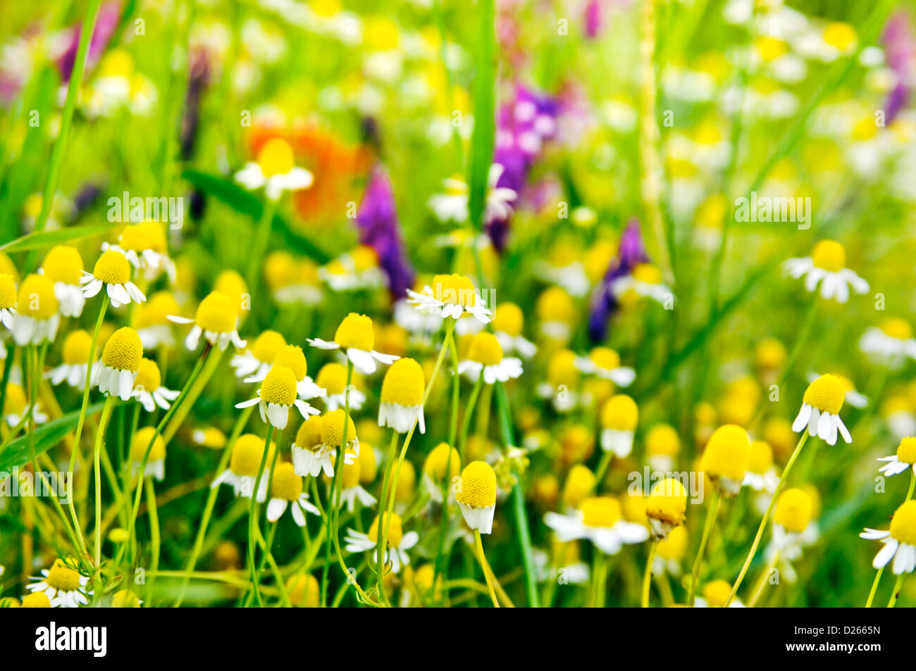 Prato di fiori selvaggi di erbe selvatiche camomilla fiori il bordo del campo di camomilla erba di prato colorato verde giallo viola rosso bianco Foto Stock