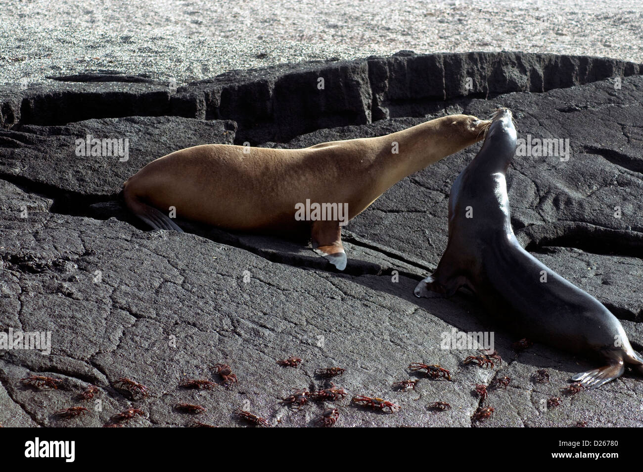 Come sally lightfoot granchi orologio, due leoni di mare apparentemente exchange affettuosi saluti protetto delle isole Galapagos Foto Stock