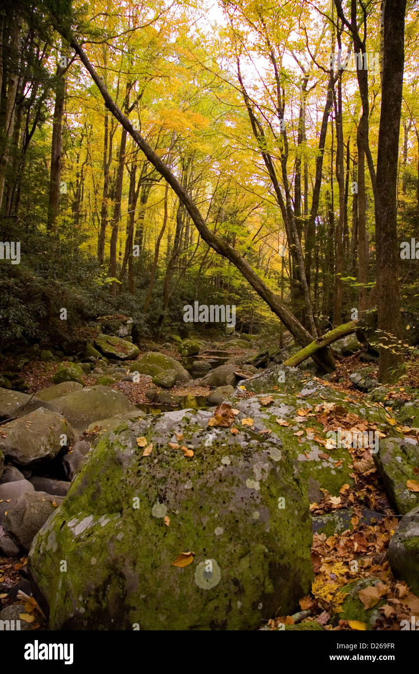 Moss & autunno Scenic, Tennesse orientale Foto Stock