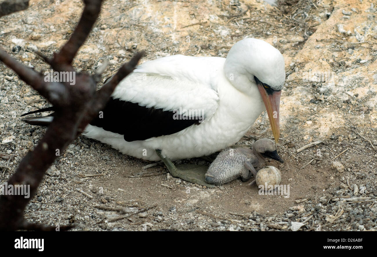 A Nazca o mascherati, booby, nutre la recente pulcino tratteggiata nella sua terra Galapagos nido; il secondo uovo verrà ignorata Foto Stock