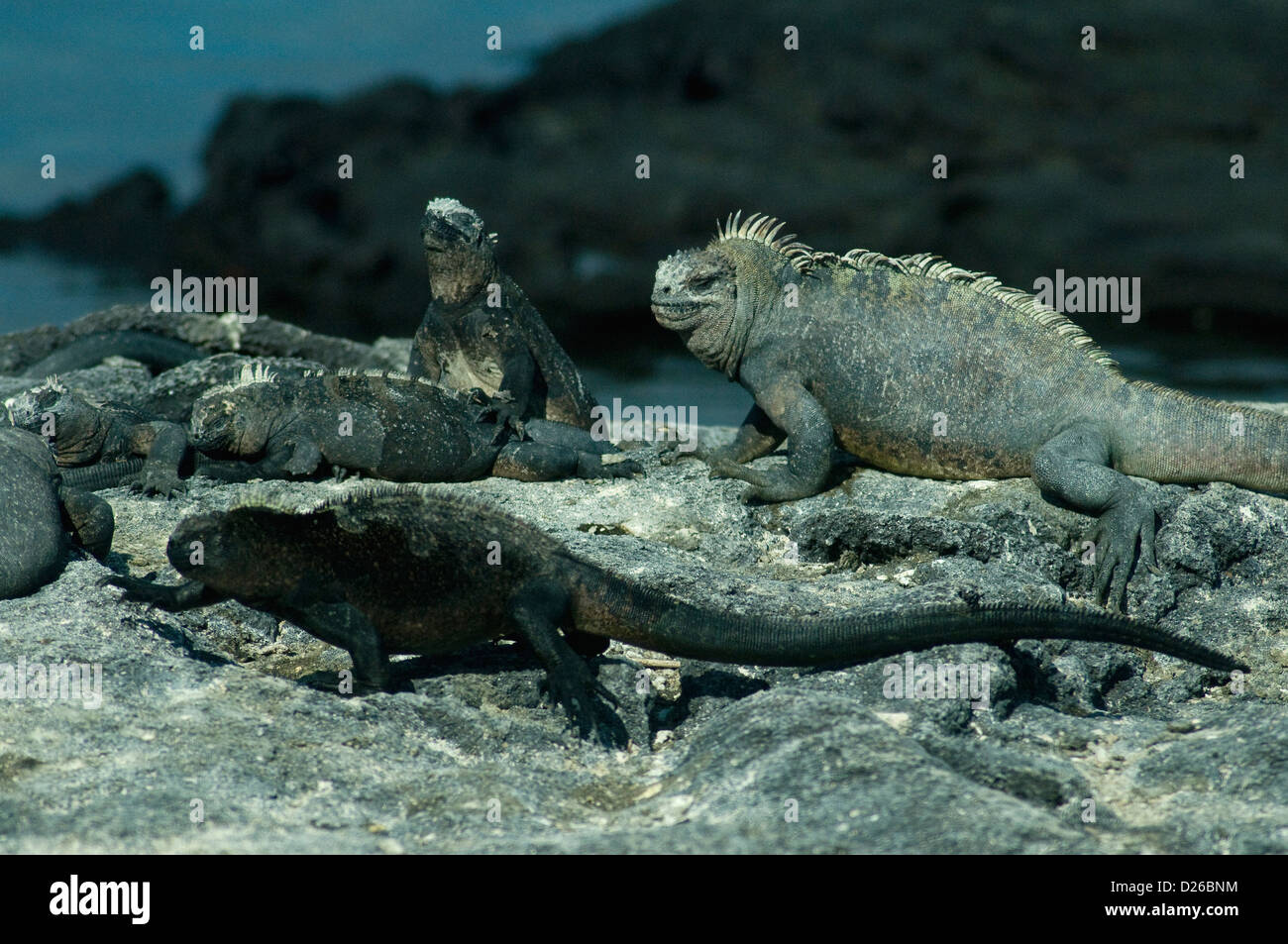 Iguane marine di varie dimensioni e colori e godere il mare e la riva vita protetto delle isole Galapagos Foto Stock