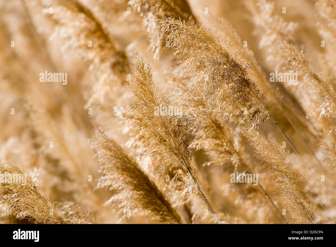 Pettini (phragmites communis) Foto Stock