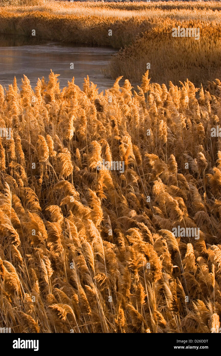 Pettini (phragmites communis) Foto Stock